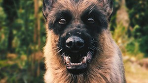 Bad Dog