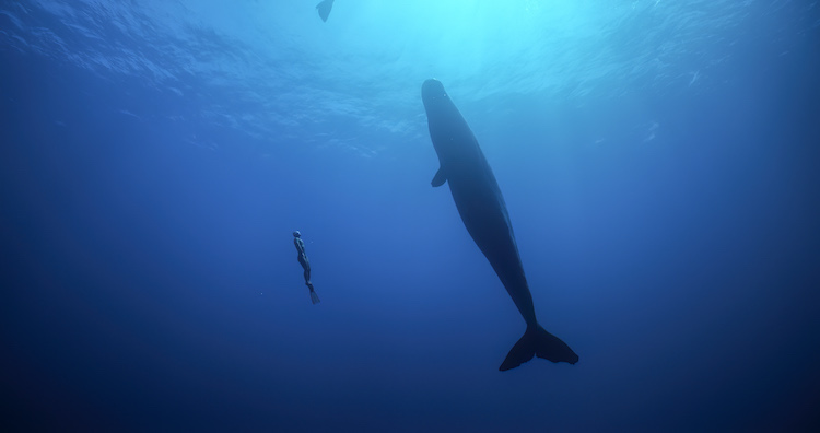 Alexey Molchanov in the documentary/sports film FREEDIVER, a Paramount Pictures release. Photo courtesy of Paramount Pictures.