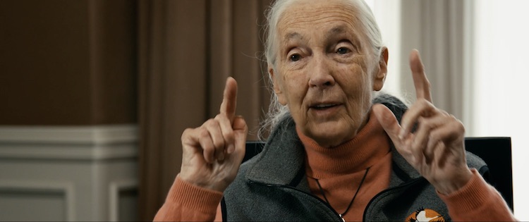 Jane Goodall in THE LAST TOURIST